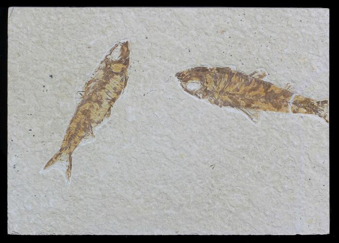 Two Fossil Fish (Knightia) - Wyoming #59812